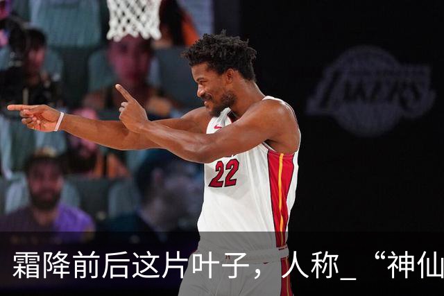 霜降前后这片叶子，人称 “神仙叶”！晒干熬汤泡水喝，润肺疏肝！